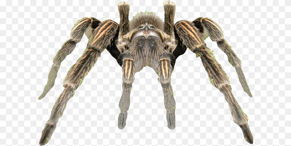 Spider Background, Animal, Invertebrate, Insect, Tarantula Free Png Download
