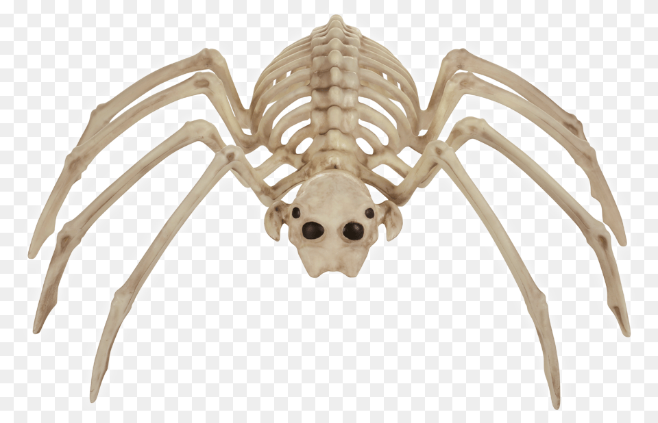 Spider Bonez Spider, Animal, Invertebrate, Skeleton Png Image