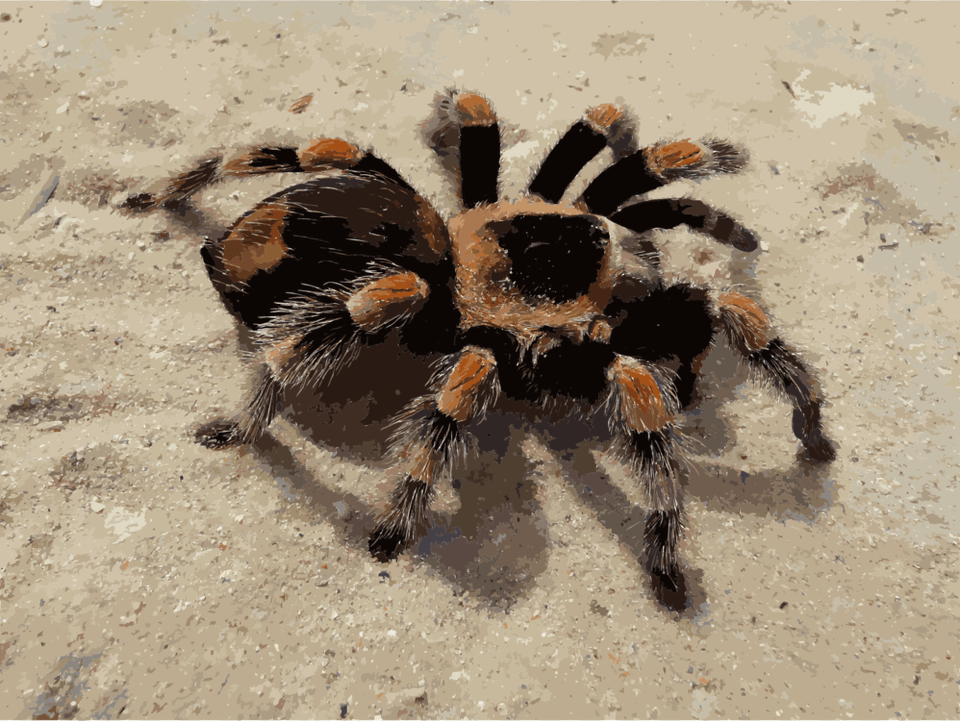Spider Brachypelma Hamorii Smith39s Redknee Tarantula Nhn Khng L, Animal, Invertebrate, Insect Free Transparent Png