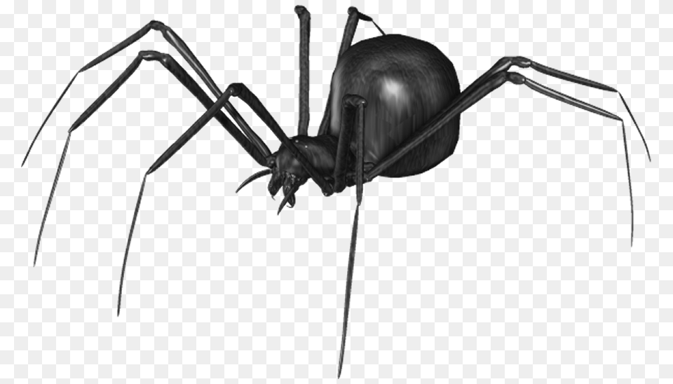 Spider Clip Art, Animal, Invertebrate, Black Widow, Insect Png