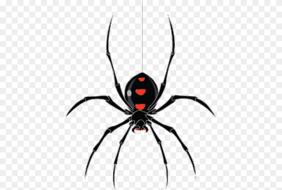 Spider Clip Art Spider Hanging From Web, Animal, Invertebrate, Black Widow, Insect Free Png