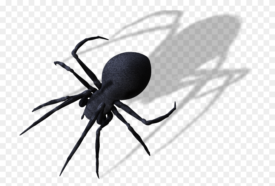 Spider Clipart, Animal, Invertebrate, Insect Png