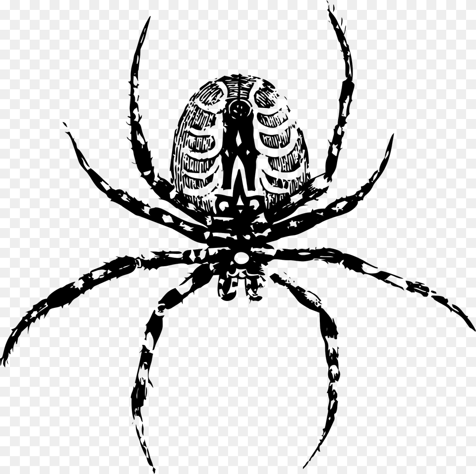 Spider Clipart, Animal, Garden Spider, Insect, Invertebrate Png