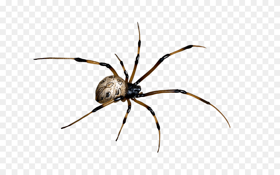 Spider Clipart, Animal, Invertebrate, Garden Spider, Insect Png