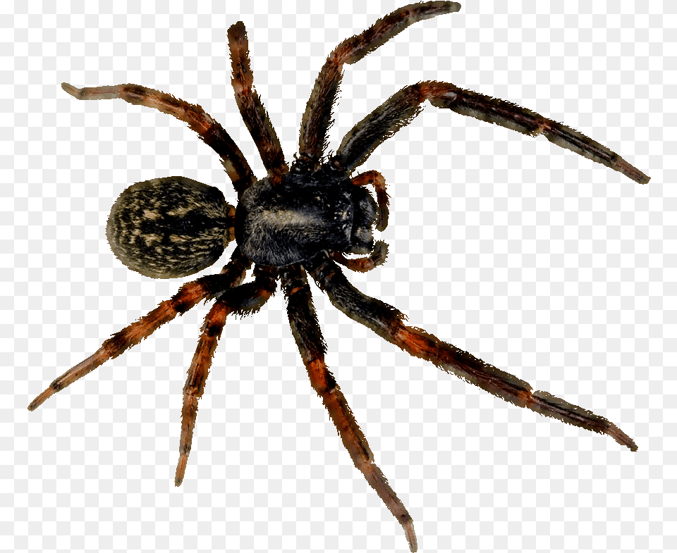 Spider Con, Animal, Invertebrate Png Image