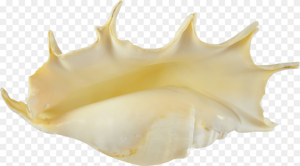 Spider Conch Decorative Shell 9 10quot Spider Conch Decorative Shell Seashell 9, Animal, Invertebrate, Sea Life Free Transparent Png
