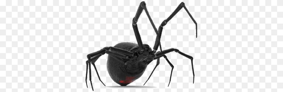 Spider Control In Apple Valley California The Best Service Black Widow, Animal, Invertebrate, Black Widow, Insect Free Png Download