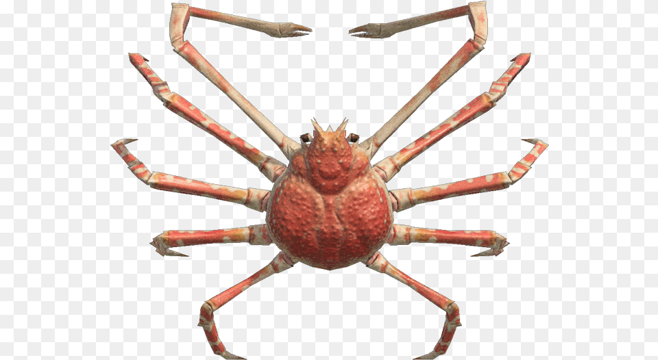 Spider Crab Nookipedia The Animal Crossing Wiki Spider Crab Animal Crossing New Horizons, Food, Seafood, Invertebrate, Sea Life Free Transparent Png