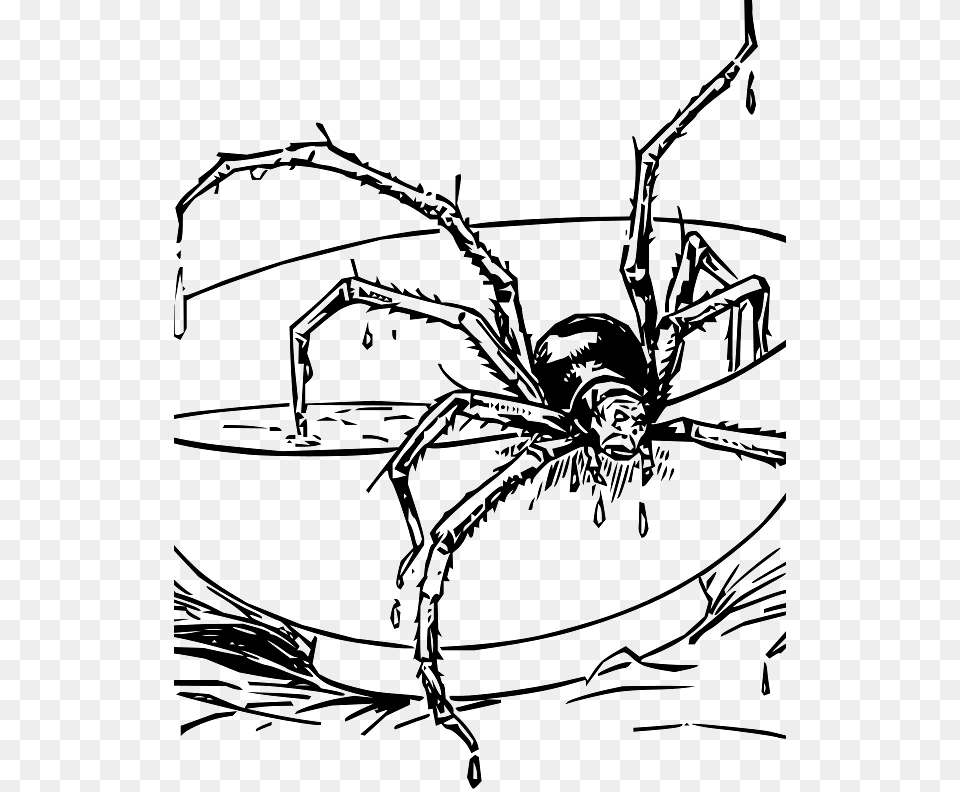 Spider Crawling Out Of A Bowl, Animal, Invertebrate, Garden Spider, Insect Png