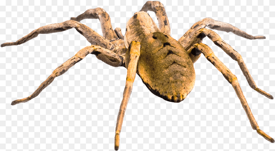 Spider Download Background Spider, Animal, Invertebrate, Insect, Tarantula Free Png