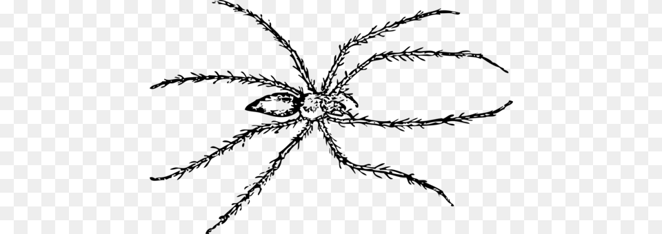 Spider Drawing Line Art Tarantula Line Drawing Of A Spider, Gray Free Transparent Png