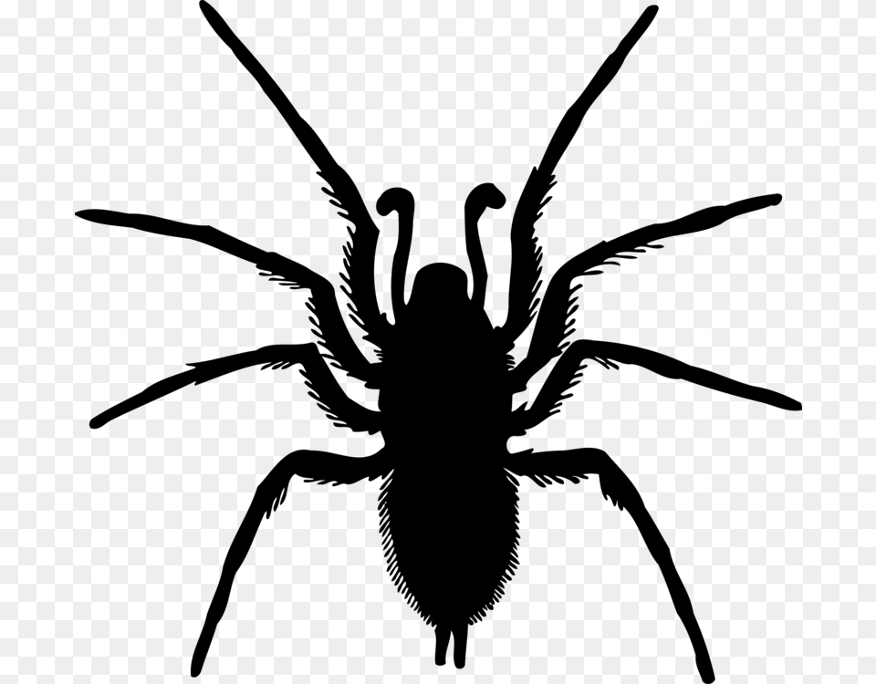 Spider Drawing Silhouette Computer Icons, Gray Png