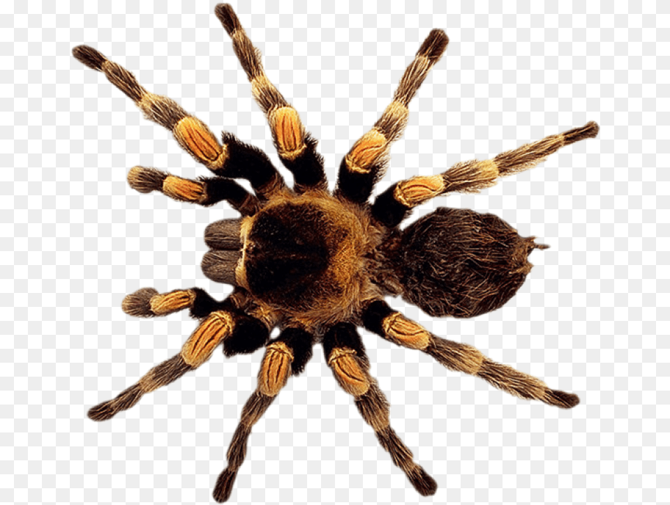 Spider High Resolution Insects Hd, Animal, Invertebrate, Insect, Tarantula Free Png Download