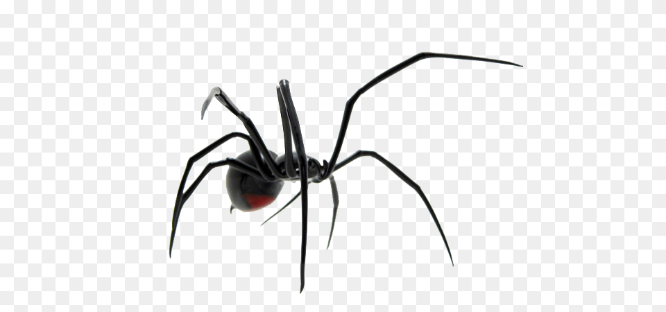 Spider Animal, Invertebrate, Black Widow, Insect Png Image