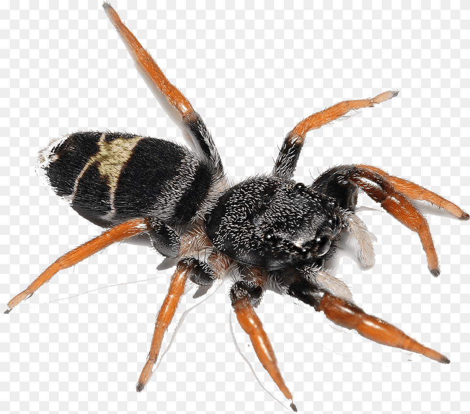 Spider Image Biting Flying Ants, Animal, Bee, Insect, Invertebrate Png