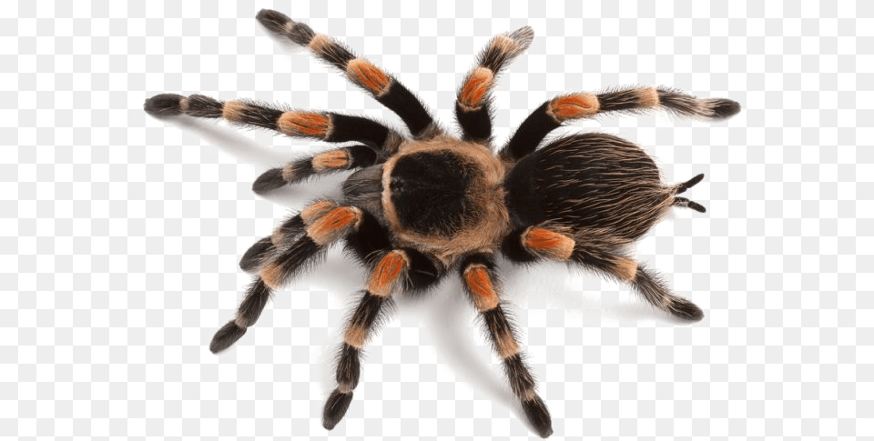 Spider Image Images Of Spider, Animal, Invertebrate, Insect, Tarantula Free Png