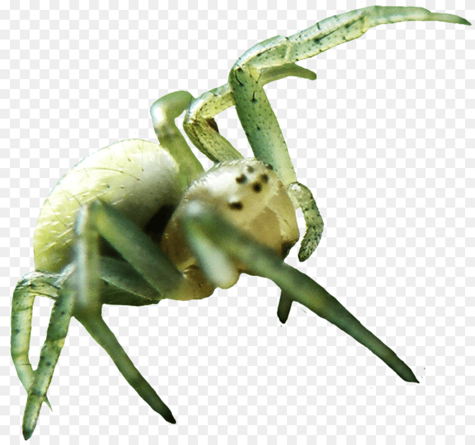 Spider Image Mart Animals With No Background, Animal, Garden Spider, Insect, Invertebrate Free Png Download