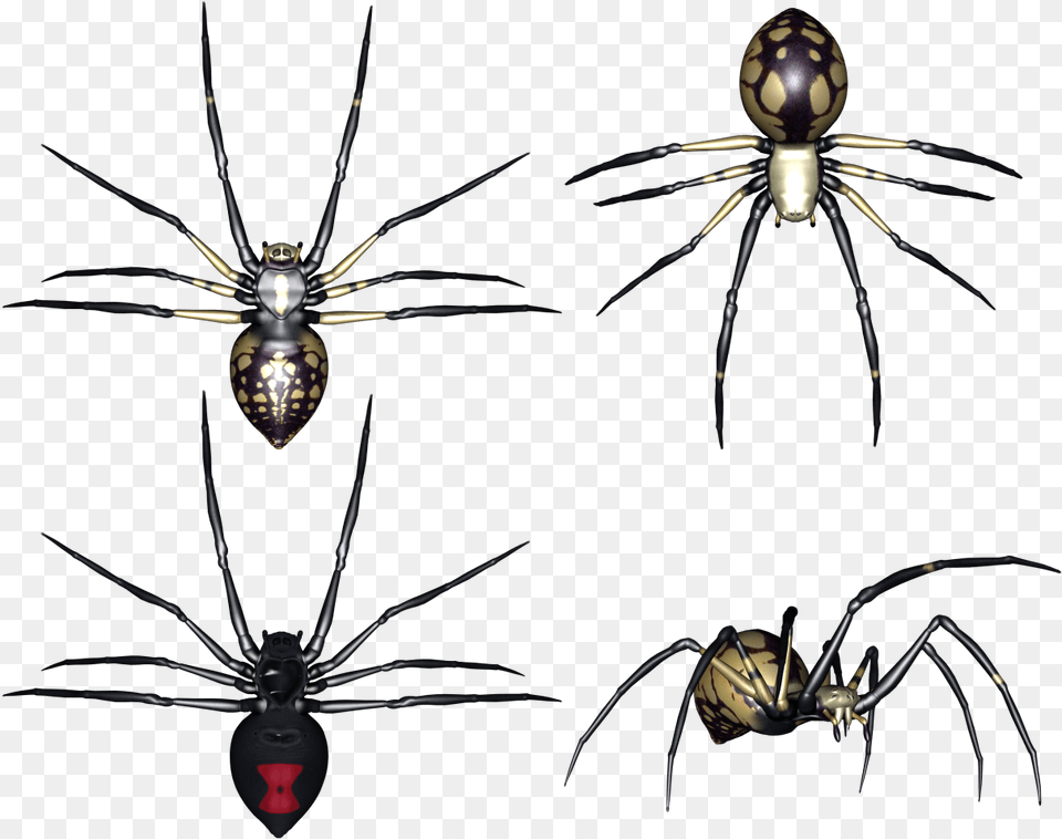 Spider Pauk Na Prozrachnom Fone Dlya Fotoshopa, Animal, Invertebrate, Garden Spider, Insect Png Image