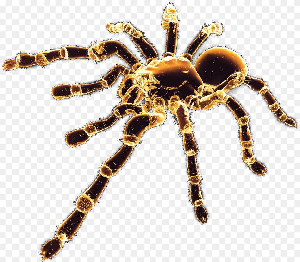 Spider Spider Render, Animal, Invertebrate, Insect, Tarantula Png Image