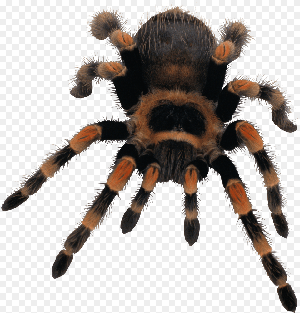 Spider Image Spider Transparent, Animal, Invertebrate, Insect, Tarantula Png