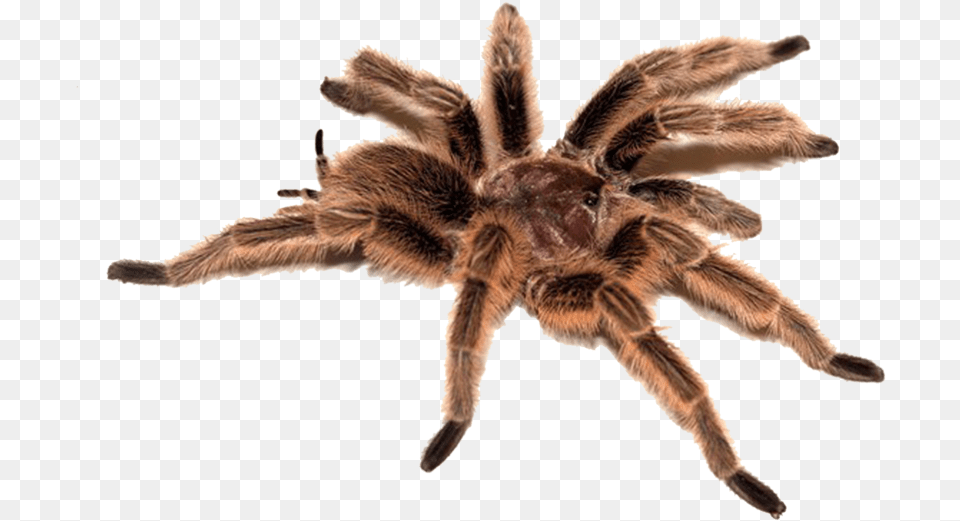 Spider Image Types Of Animals Meme, Animal, Invertebrate, Insect, Tarantula Free Transparent Png