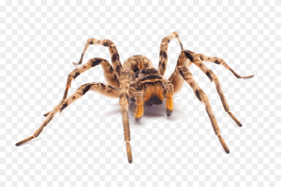 Spider Image With Transparent Background Arts, Animal, Invertebrate, Insect, Tarantula Free Png