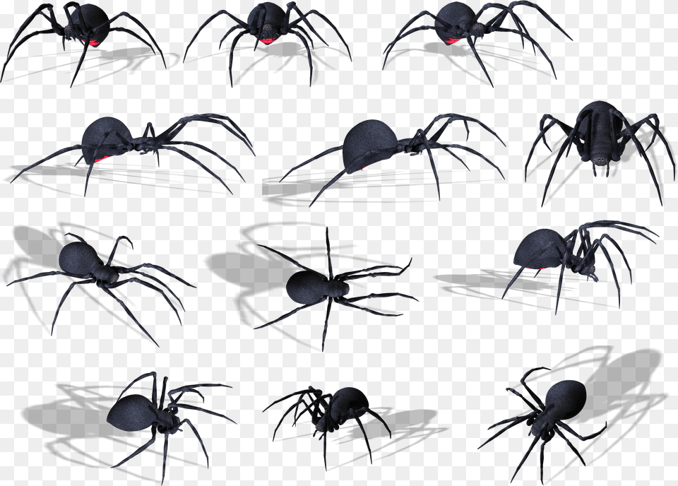 Spider Image Zehirli Siyah Rmcek, Animal, Invertebrate, Insect Free Png Download