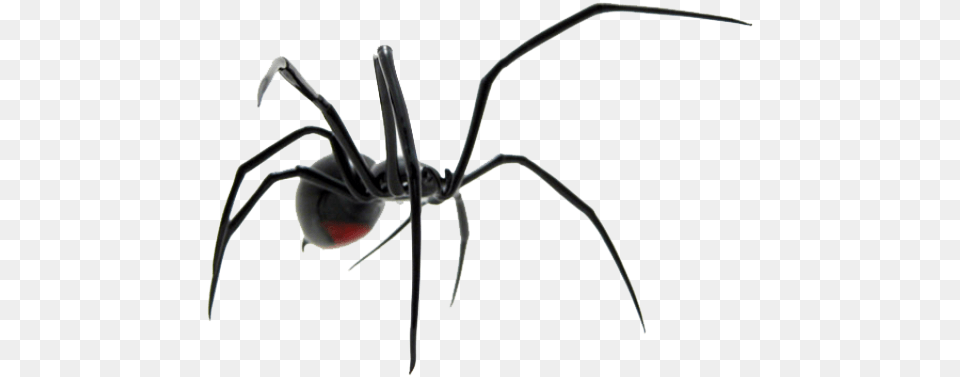Spider Images Black Widow Spider, Animal, Invertebrate, Black Widow, Insect Png