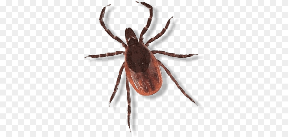 Spider Images Of Insects, Animal, Insect, Invertebrate, Tick Free Transparent Png