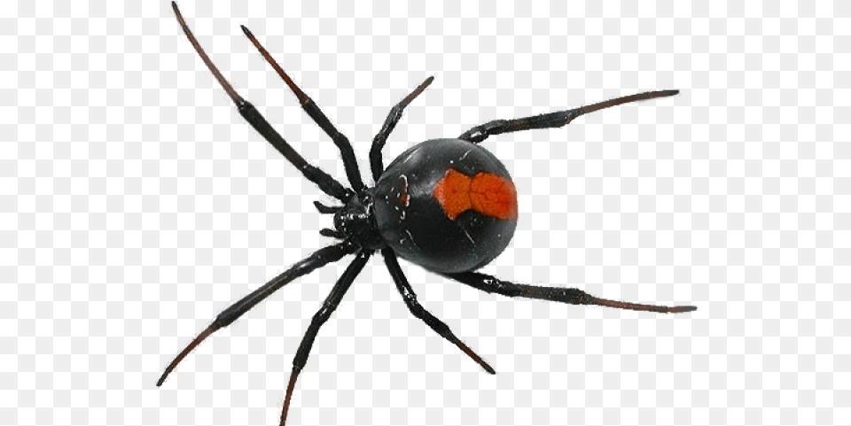 Spider Images Red Back Spider Uk, Animal, Invertebrate, Insect, Black Widow Free Png Download