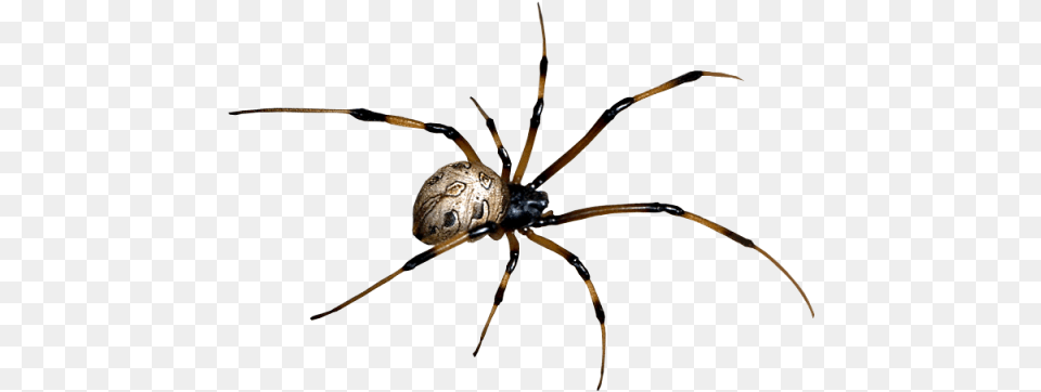Spider Images Spider, Animal, Invertebrate, Garden Spider, Insect Free Png