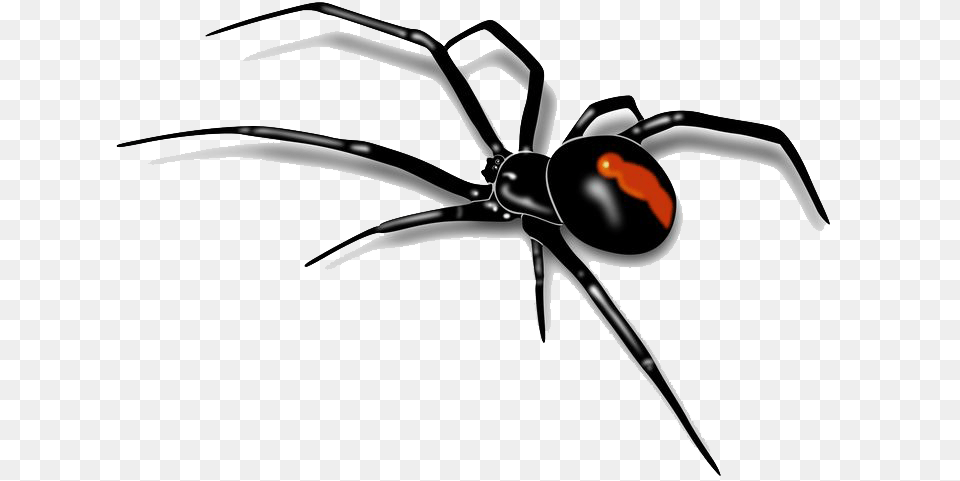 Spider Images Transparent Free Download, Animal, Invertebrate, Appliance, Black Widow Png Image