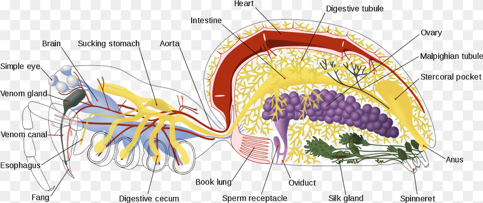 Spider Internal Anatomy En Anatomy Spider, Food, Meal, Art, Dish Free Transparent Png