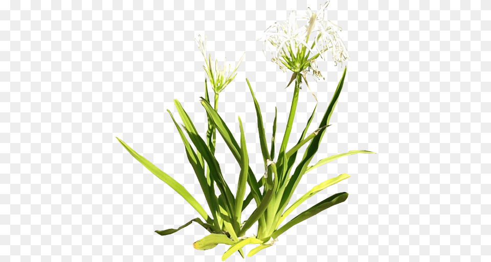 Spider Lily 2 Grass, Plant, Flower, Aloe Png