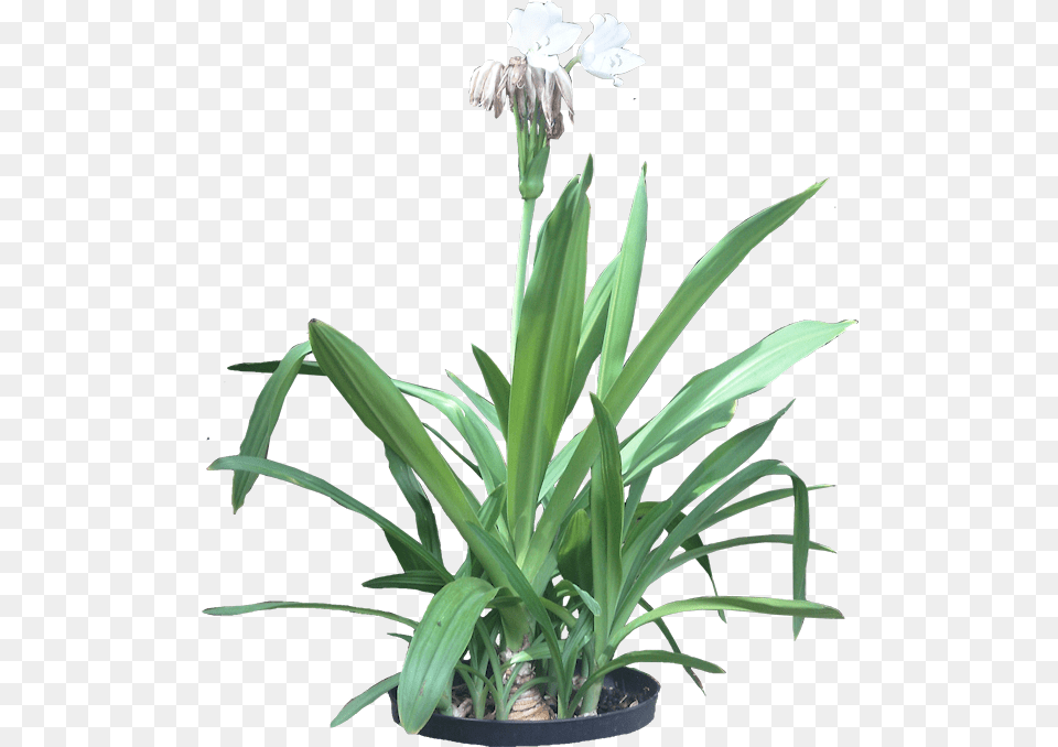 Spider Lily Plant, Flower, Agavaceae Png