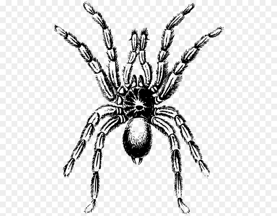 Spider Lycosa Tarantula Arthropod Angulate Orbweavers, Gray Png