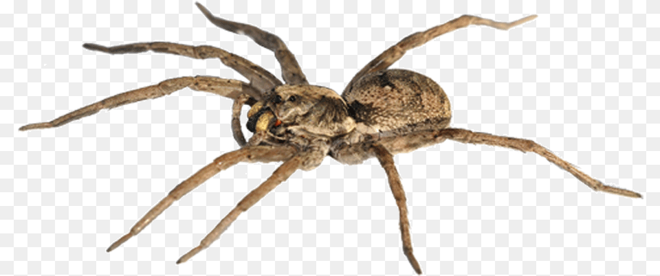 Spider Man Goliath Birdeater The Wolf Spider Stock Male Wolf Spider, Animal, Invertebrate Free Png Download