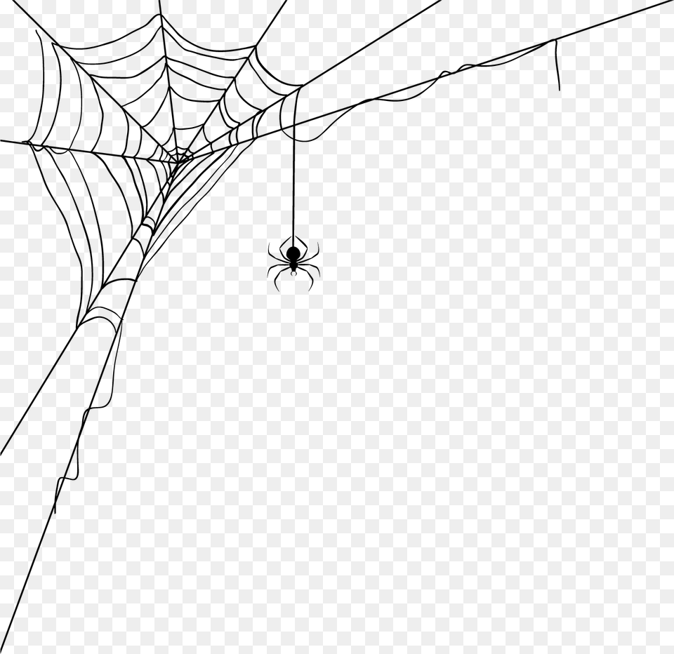 Spider Man Web, Animal, Invertebrate, Spider Web Png Image