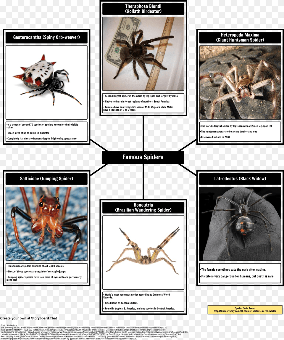 Spider Map Of Spiders Theraphosa Blondi, Animal, Invertebrate, Insect Png Image