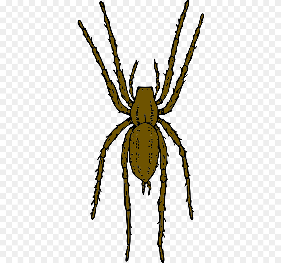 Spider Map Template Education World Realistic Spider Clip Art, Animal, Invertebrate, Person, Garden Spider Png