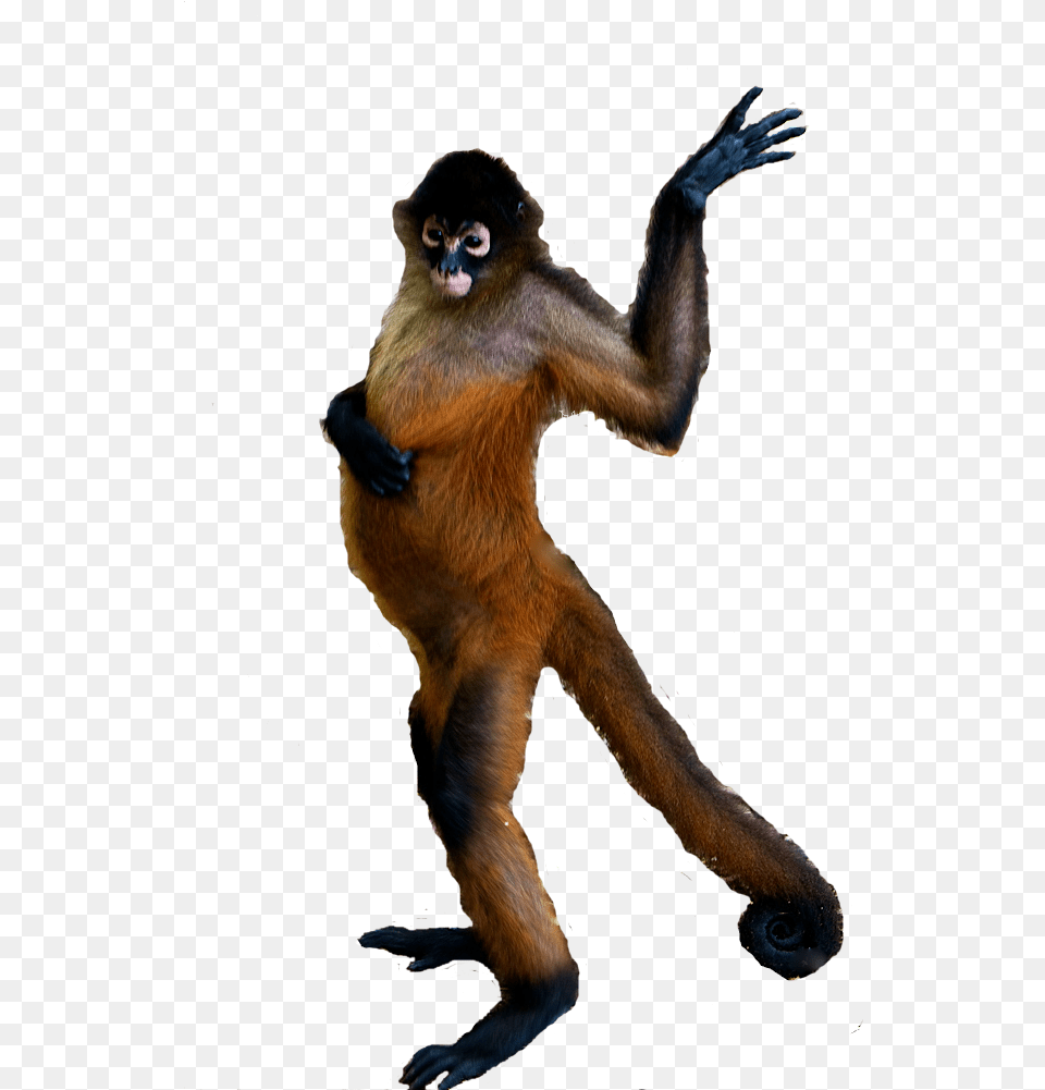 Spider Monkey, Animal, Mammal, Wildlife Png Image