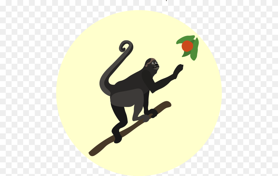 Spider Monkey, Person, Animal, Wildlife, Mammal Png Image