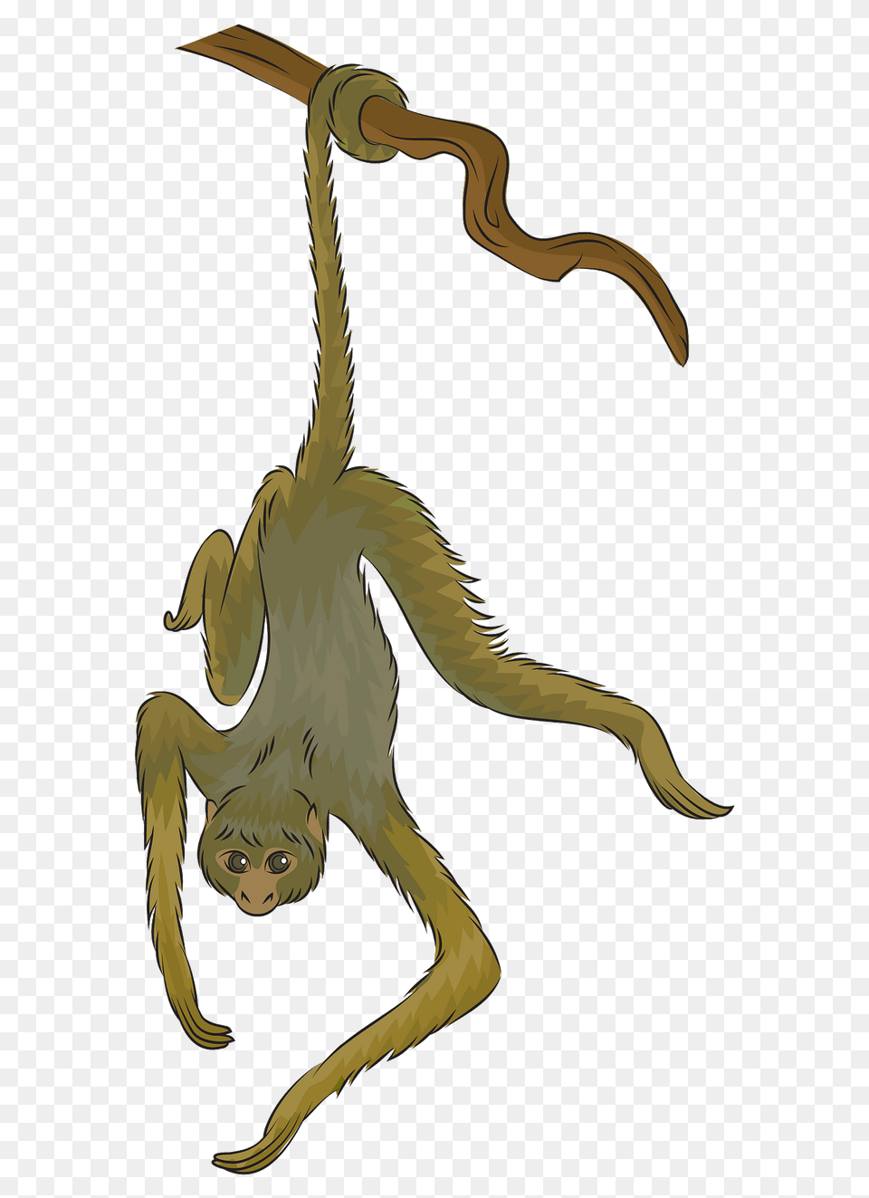 Spider Monkey Clipart, Animal, Wildlife, Kangaroo, Mammal Free Png Download