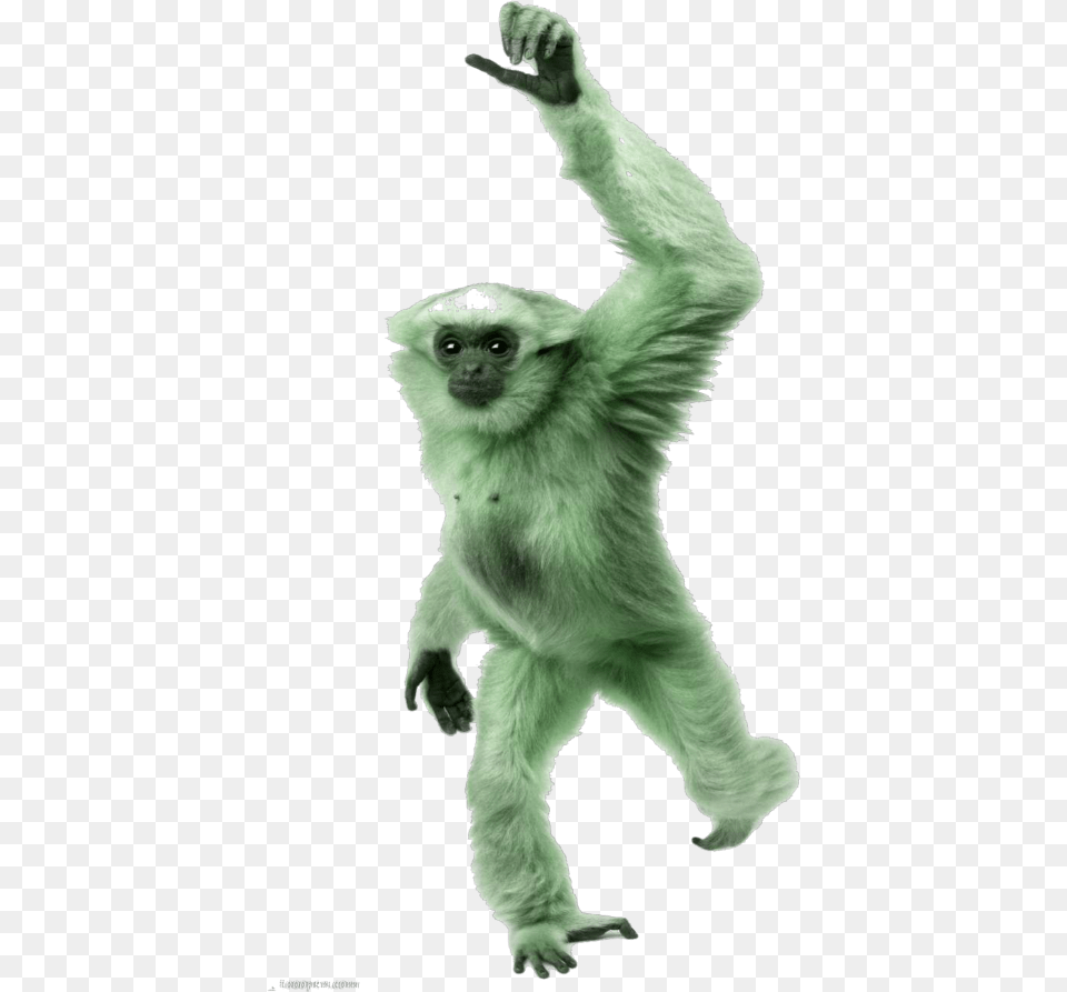 Spider Monkey Mq Green Monkey Gorilla Animal Monkey With White Hands, Mammal, Wildlife, Ape Png