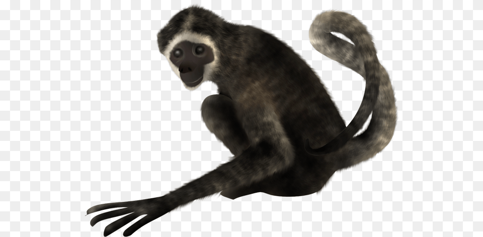 Spider Monkey On A Transparent Background, Animal, Mammal, Wildlife Free Png