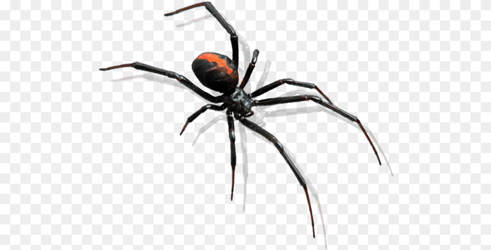 Spider Pest Control Bunbury Black Widow Spider Transparent, Animal, Invertebrate, Insect, Black Widow Png Image