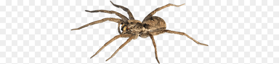 Spider Pic Spider, Animal, Invertebrate, Insect Free Png