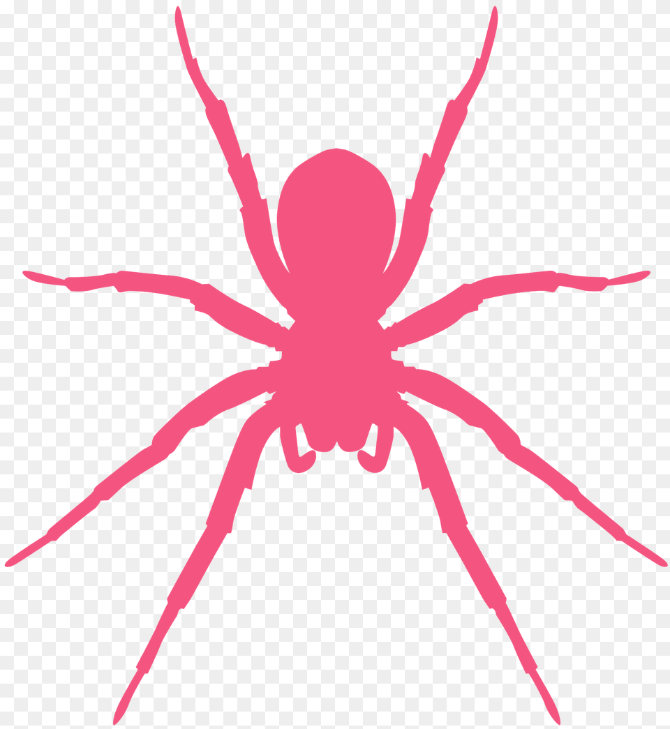 Spider Silhouette, Animal, Invertebrate Free Transparent Png