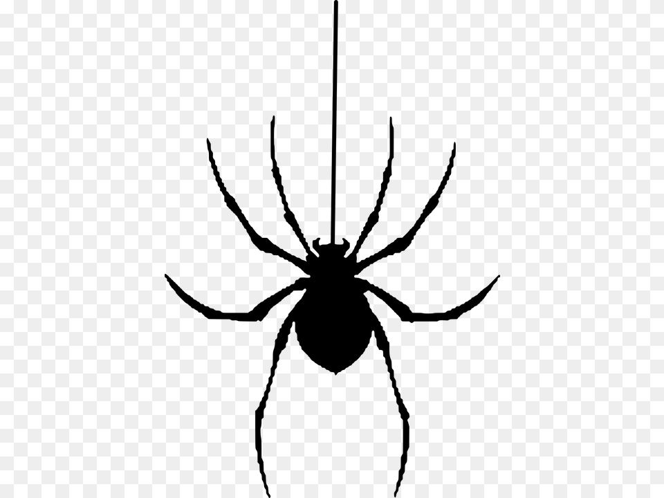 Spider Silhouette Halloween Insect, Gray Free Png Download