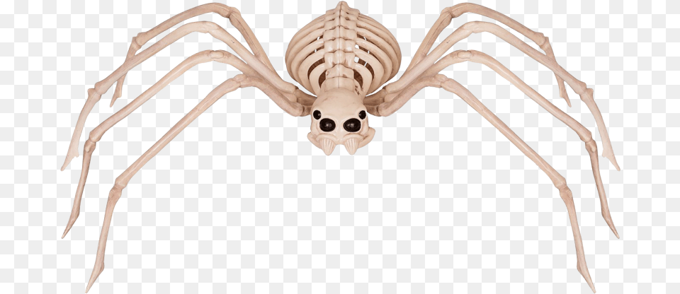 Spider Skeleton, Animal, Insect, Invertebrate Free Png Download